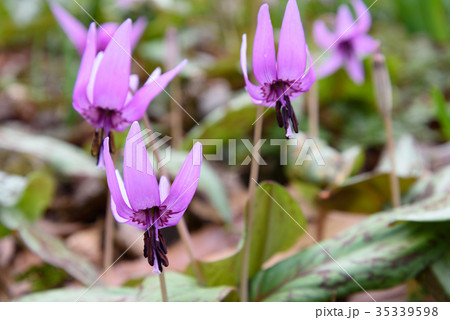 カタクリ 35339598