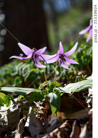カタクリ 35339604
