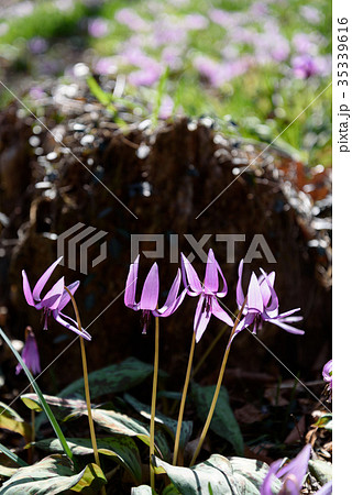 カタクリ 35339616