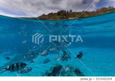 小笠原キャベツビーチの熱帯魚の群れ 半水面 小笠原キャベツビーチの熱帯魚の群れ 半水面 35340204