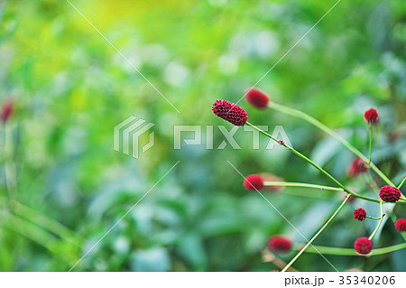 赤いワレモコウの花の写真素材