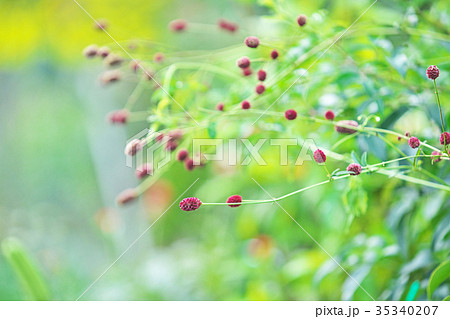 赤いワレモコウの花 赤いワレモコウの花 35340207