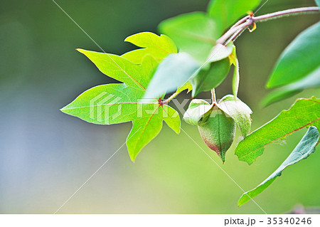 ワワタの実 35340246