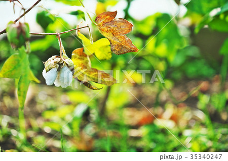 ワワタの綿 35340247