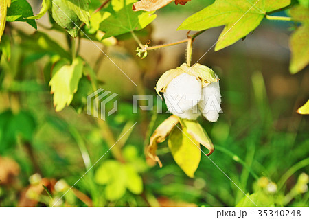 ワワタの綿 35340248