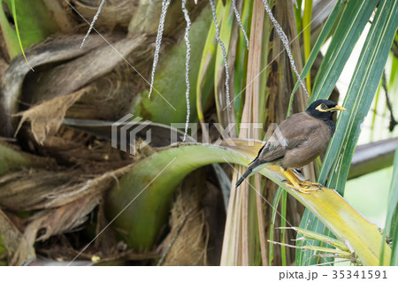 Common myna sitting on a branch of palm tree 35341591