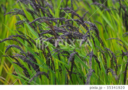 収穫の時を待つ黒米の稲穂 35341920