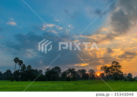 Silhouette of the sunset with the green paddy rice 35343049