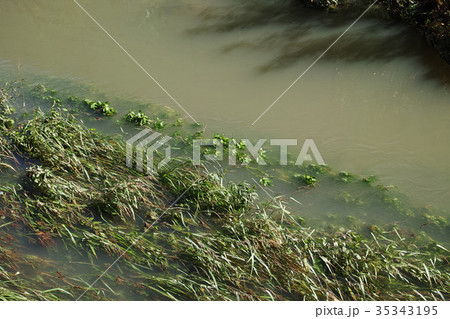 増水で濁った川のミズキンバイ 増水で濁った川のミズキンバイ 35343195