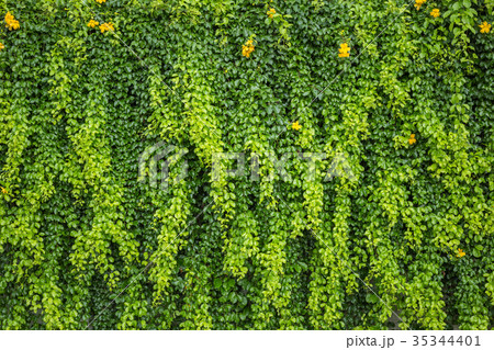 Abstract green wall of ivy or wall plant for background 35344401