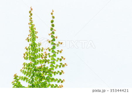 Green ivy plant on white cement wall. Outdoor garden decoration Green ivy plant on white cement wall. Outdoor garden decoration 35344421