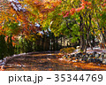 Autumn yellow and red maple leaves 35344769