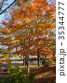 Autumn yellow and red maple leaves 35344777