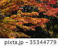 Autumn yellow and red maple leaves 35344779