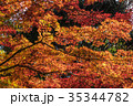 Autumn yellow and red maple leaves 35344782