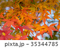 Autumn yellow and red maple leaves 35344785