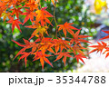 Autumn yellow and red maple leaves 35344788