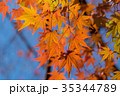 Autumn yellow and red maple leaves 35344789