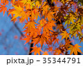 Autumn yellow and red maple leaves 35344791