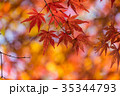 Autumn yellow and red maple leaves 35344793