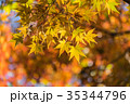 Autumn yellow and red maple leaves 35344796