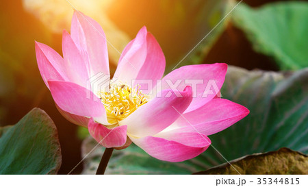 Pink bloom lotus flower in water pond garden decoration (Lotus used to worship) Pink bloom lotus flower in water pond garden decoration (Lotus used to worship) 35344815