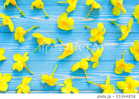 Yellow tropical flowers, Golden trumpet or Allamanda on blue wooden board 35344858
