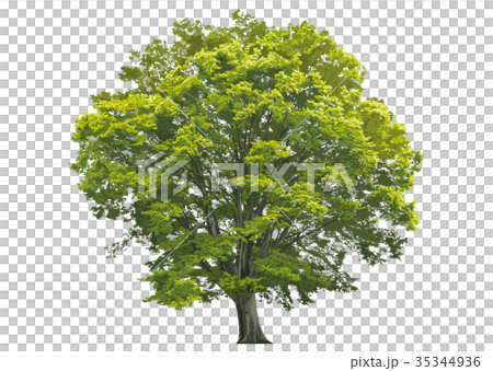 大ケヤキ紅葉1のイラスト素材 大ケヤキ紅葉1のイラスト素材