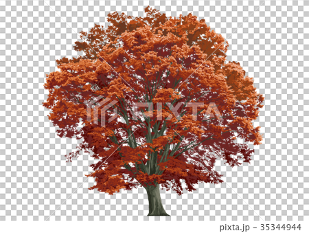 Large zelkova autumn leaves 4 35344944