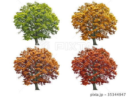 List Of Large Zelkova Autumn Leaves Stock Illustration