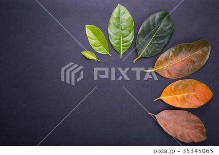 Different color and age of leaves of the jackfruit tree leaves from fresh green to dry brown on black stone background. For environment changed concept 35345065