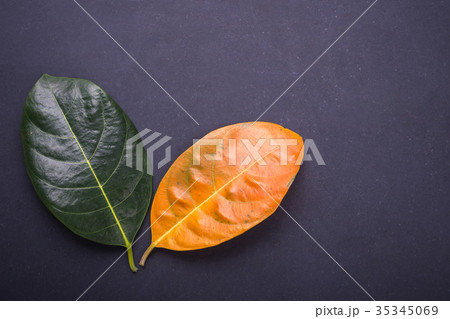 Different color and age of leaves of the jackfruit tree leaves from fresh green to dry brown on black stone background. For environment changed concept 35345069