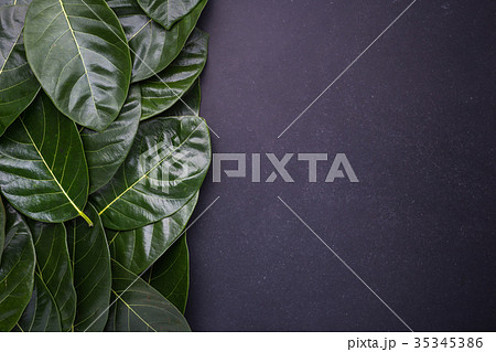 Dark green color of the jackfruit tree leaves on black stone background. with space for text or design 35345386