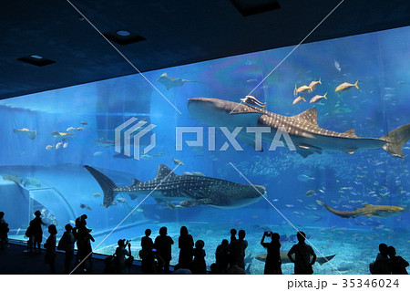 沖縄美ら海水族館の大水槽で泳ぐジンベエザメたちの写真素材
