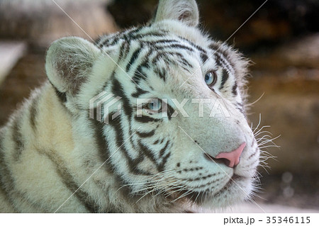 Mele Bengal tiger 35346115