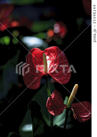 花 フラワー お花 35346144