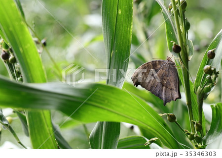 クロコノマチョウ 35346303