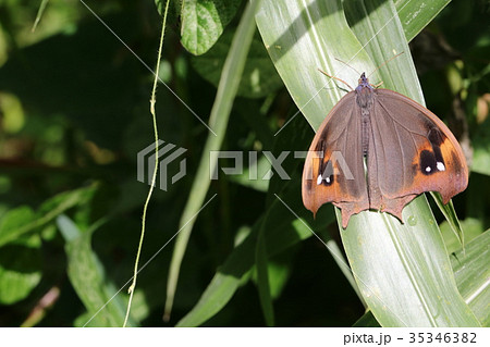 クロコノマチョウ　開翅 35346382