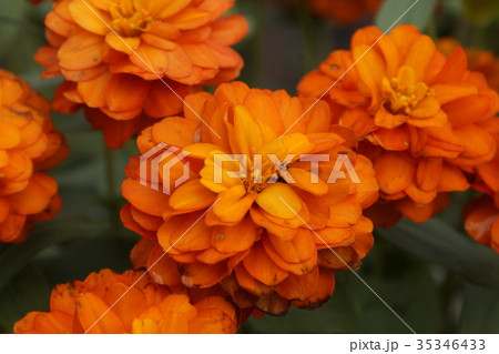 ヒヤクニチソウ　花オレンジ色 35346433