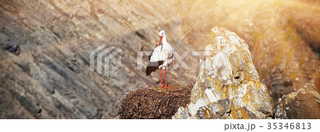 Stork on a Cliff at Western Coast of Portugal Stork on a Cliff at Western Coast of Portugal 35346813