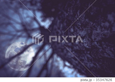 Silhouettes of dry trees with sky and full moon. 35347626