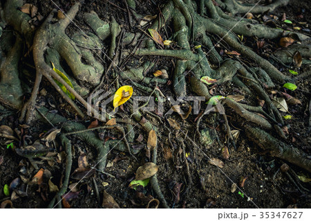 Roots of the banyan tree on ground in the forest. Roots of the banyan tree on ground in the forest. 35347627
