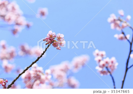 満開の桜・カンヒザクラ 満開の桜・カンヒザクラ 35347665