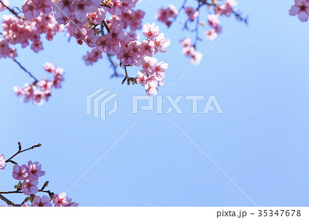 満開の桜・カンヒザクラ 35347678