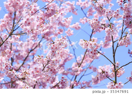 満開の桜・カンヒザクラ 35347691