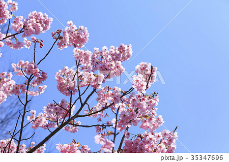満開の桜・カンヒザクラの写真素材 [35347696] - PIXTA
