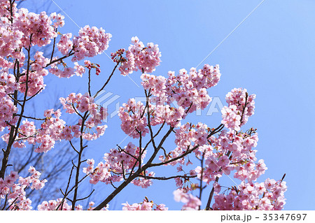 満開の桜・カンヒザクラ 満開の桜・カンヒザクラ 35347697