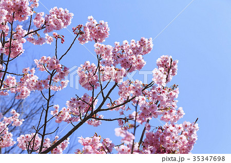 満開の桜・カンヒザクラ 満開の桜・カンヒザクラ 35347698