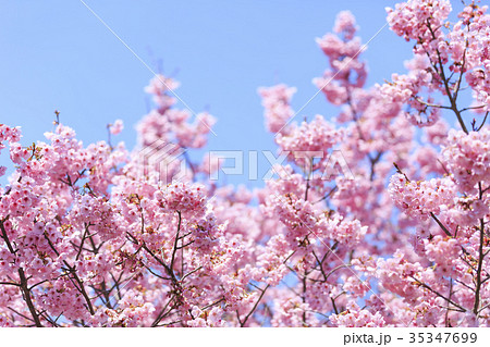 満開の桜・カンヒザクラ 35347699