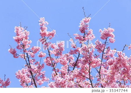 満開の桜・カンヒザクラ 満開の桜・カンヒザクラ 35347744